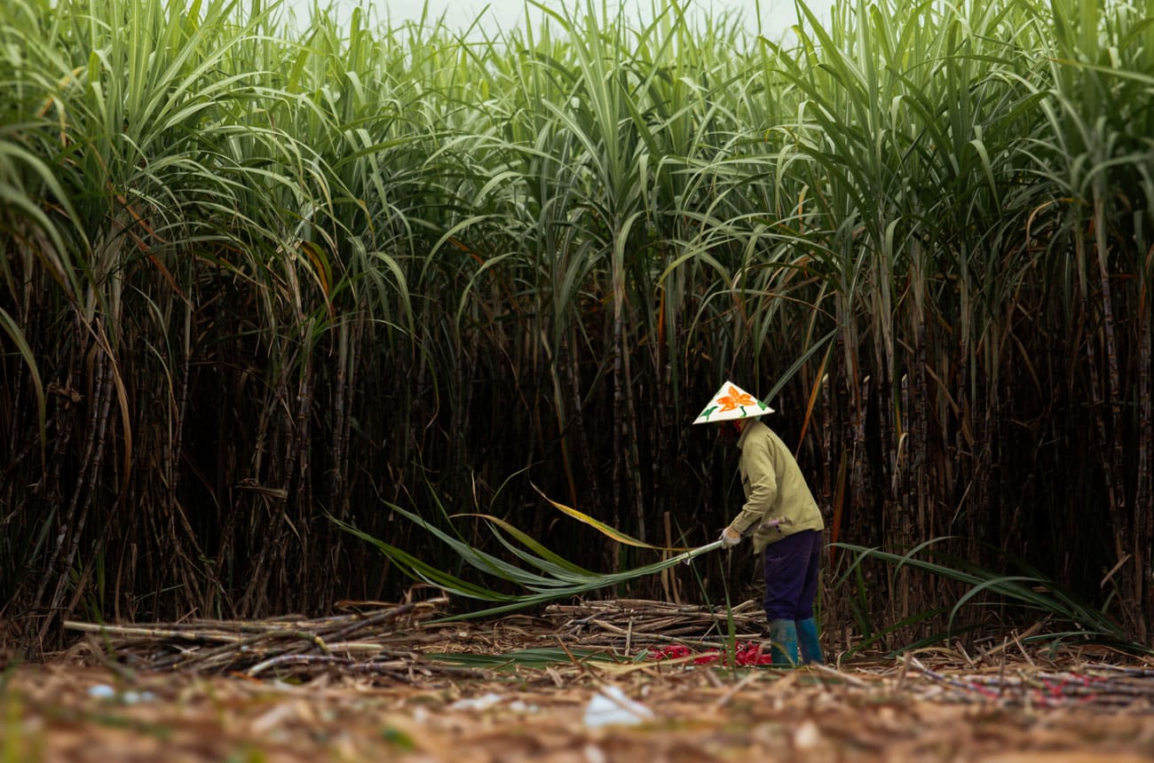 Behind the Scenes: How Sugarcane is Grown and Harvested in Vietnam